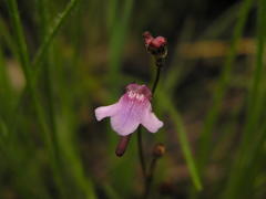 Genlisea hispidula