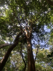 Eugenia candolleana