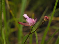 Genlisea hispidula