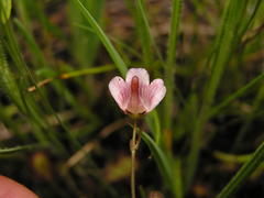Genlisea hispidula