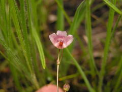 Genlisea hispidula