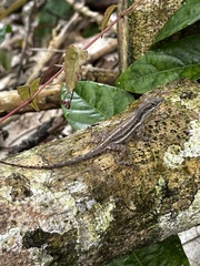 Anolis opalinus