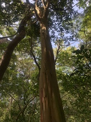 Eugenia candolleana
