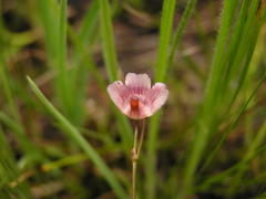 Genlisea hispidula