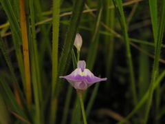 Utricularia livida