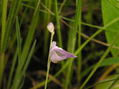 Utricularia livida
