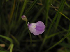 Utricularia livida