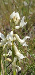 Astragalus reventiformis