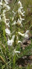 Astragalus reventiformis