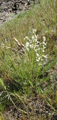 Astragalus reventiformis