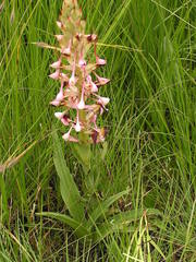 Disa cooperi
