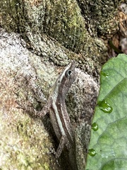 Anolis opalinus