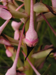 Disa cooperi