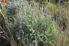 Astragalus pycnostachyus