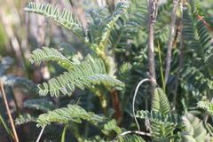 Astragalus pycnostachyus