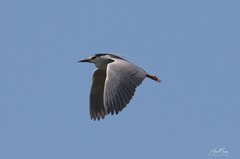 Nycticorax nycticorax