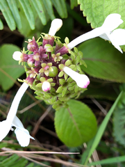 Phyllostegia grandiflora