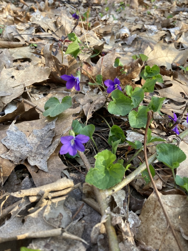 common blue violet from Cedarwood, Waltham, MA, US on April 29, 2022 at