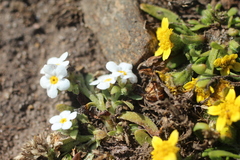 Plagiobothrys chorisianus