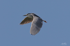 Nycticorax nycticorax