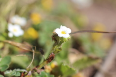 Plagiobothrys chorisianus