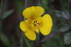 Calochortus clavatus