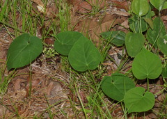 Matelea hirtelliflora