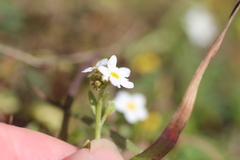 Plagiobothrys chorisianus