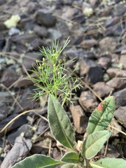 Cyclospermum leptophyllum