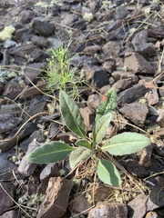 Cyclospermum leptophyllum