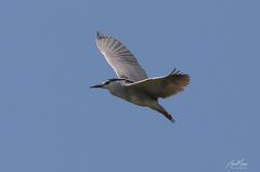 Nycticorax nycticorax
