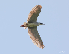 Nycticorax nycticorax