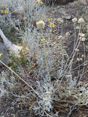 Baileya multiradiata