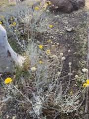 Baileya multiradiata