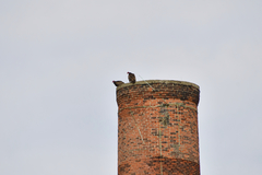 Cathartes aura