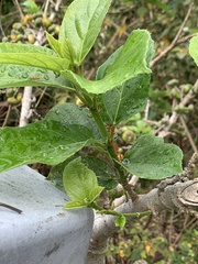 Oecophylla smaragdina