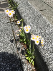 Erigeron philadelphicus