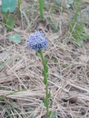 Globularia trichosantha