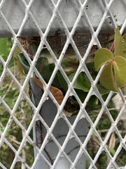 Oecophylla smaragdina