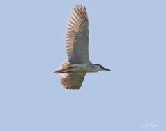 Nycticorax nycticorax