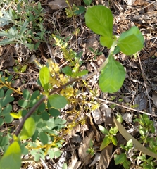 Jatropha dioica