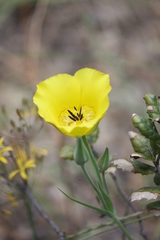 Calochortus clavatus