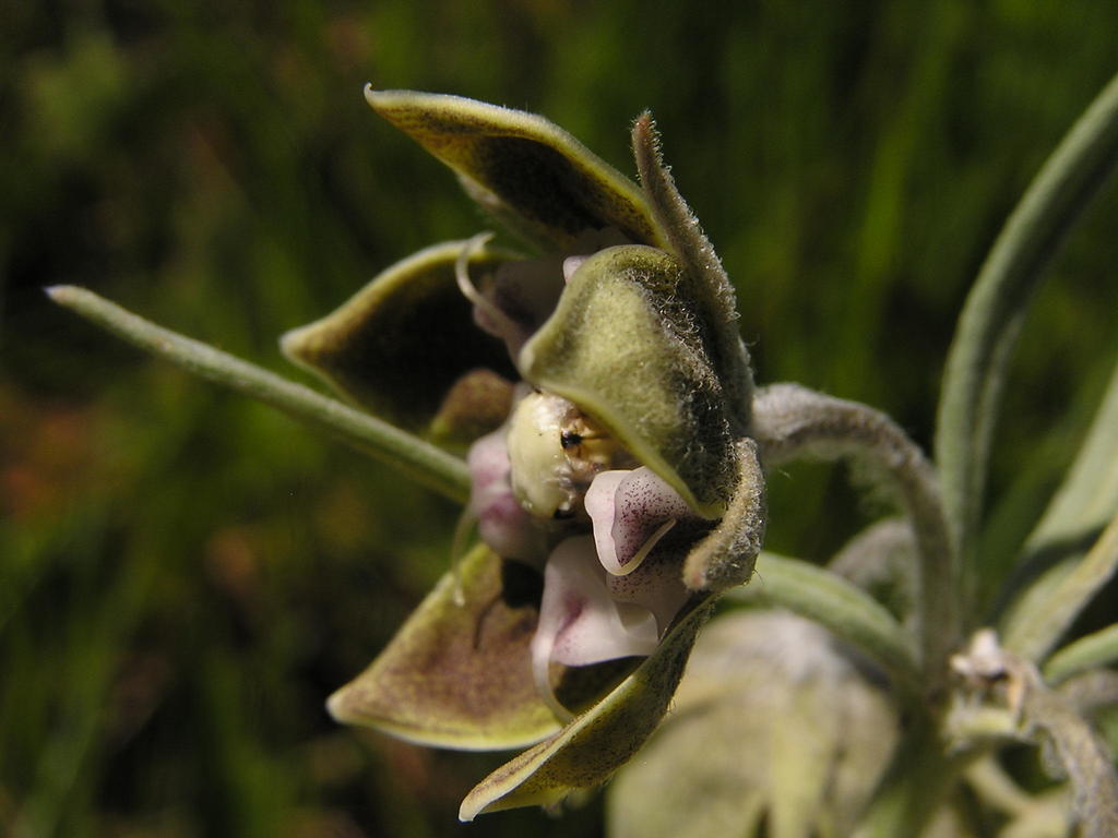 Miraglossum davyi