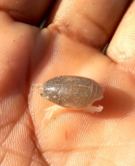 Emerita analoga