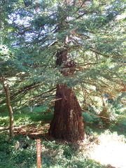 Sequoia