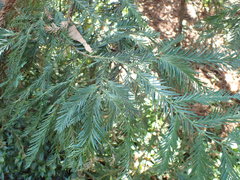 Sequoia