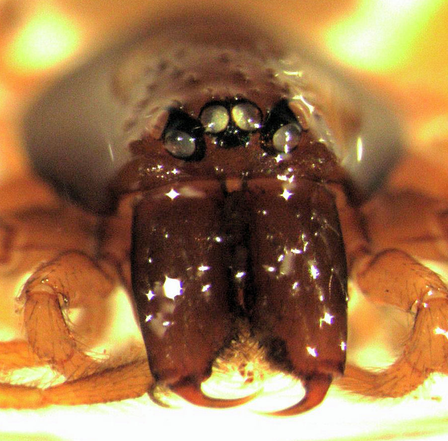 Giant Goblin Spiders