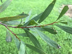 Hakea laurina
