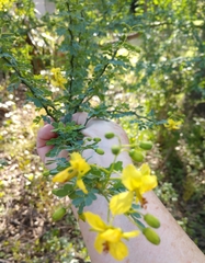 Parkinsonia texana macra