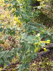 Parkinsonia texana macra